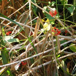 Rastinje na Carskoj bari
